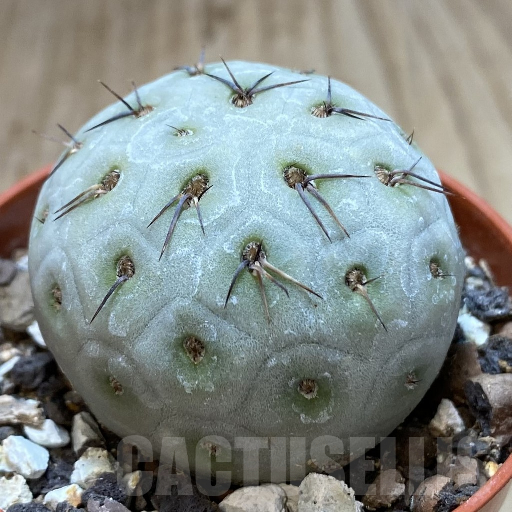 SHPR40624 Tephrocactus geometricus - Image 2