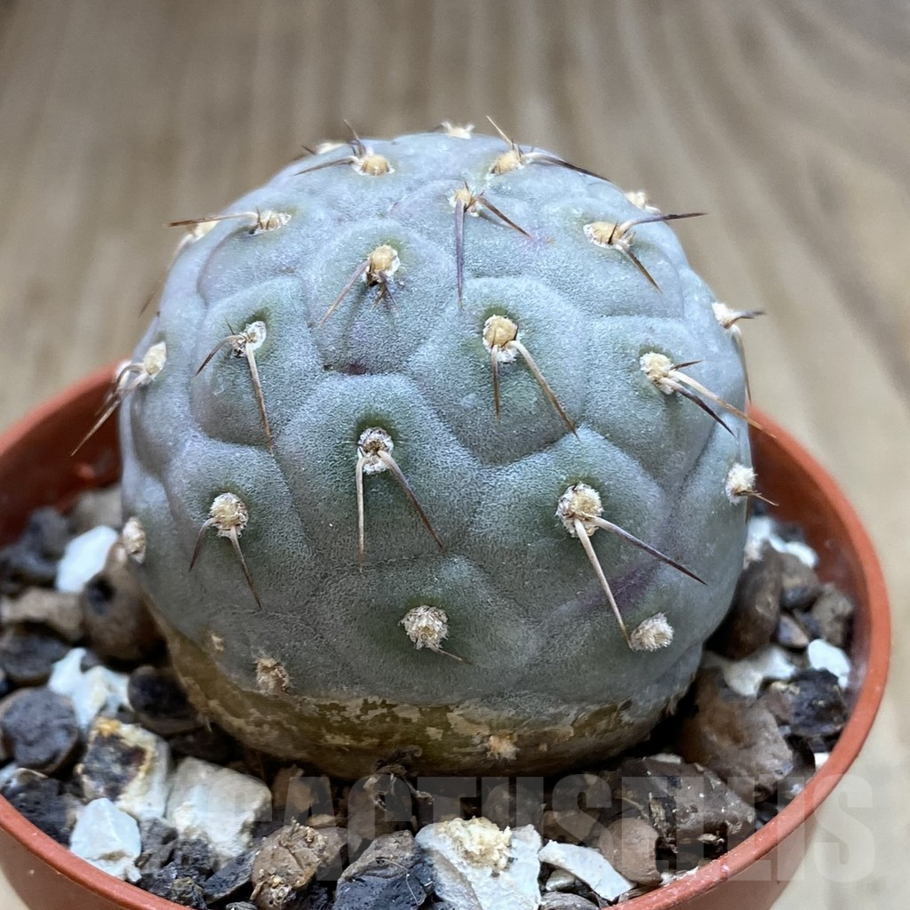 SHPR40627 Tephrocactus geometricus - Image 2