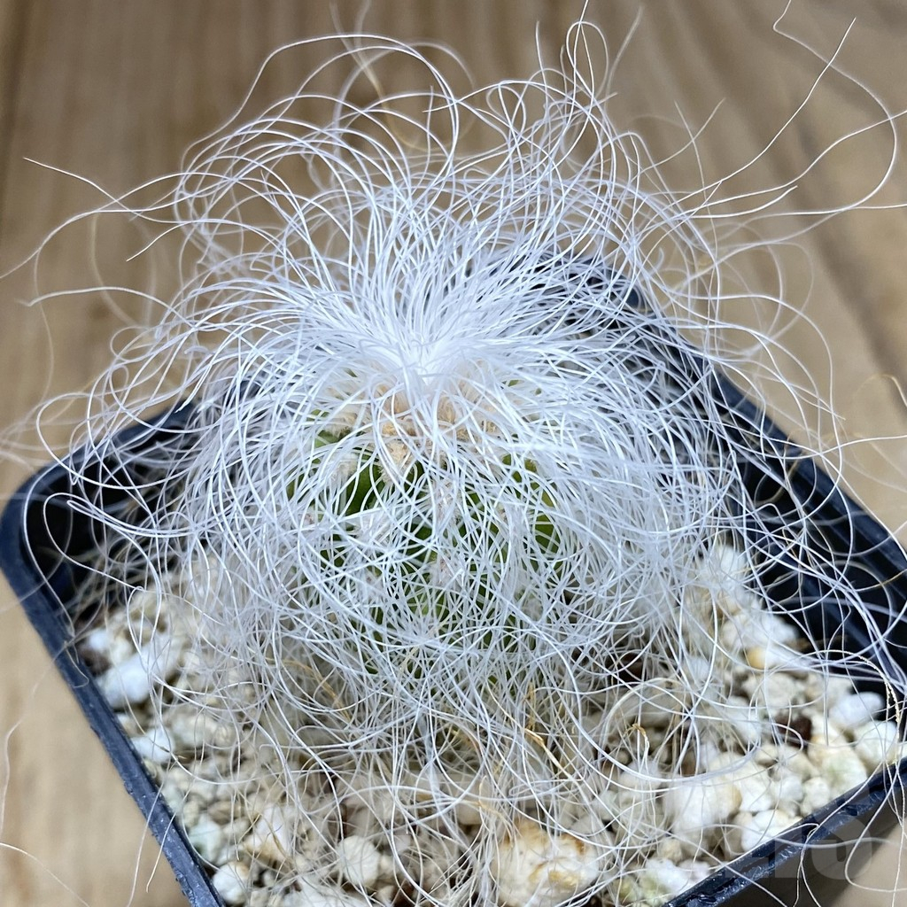 SHPR40635 Cephalocereus senilis