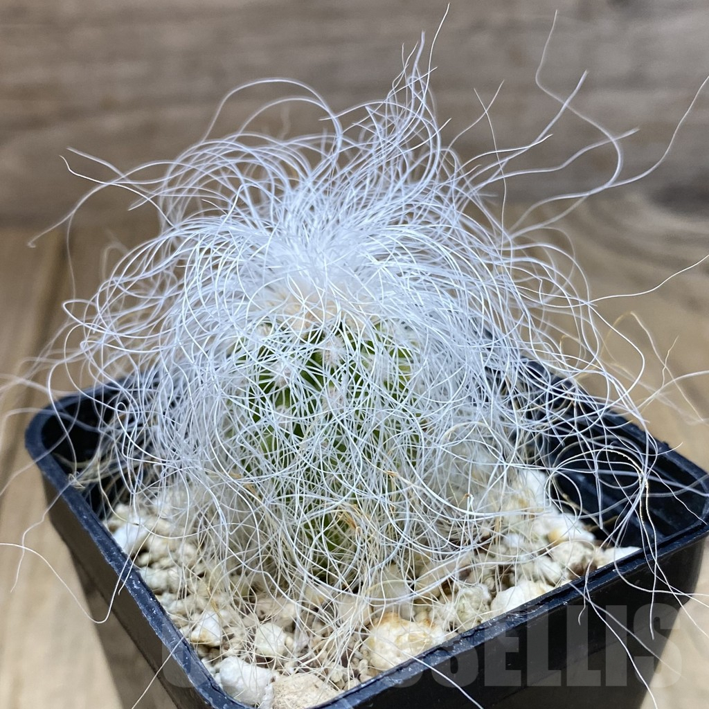 SHPR40635 Cephalocereus senilis - Image 2
