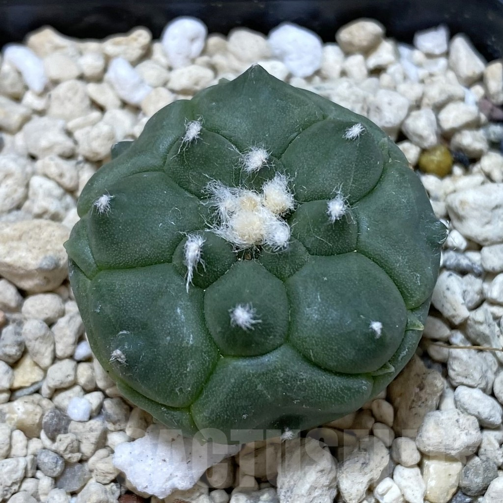 SHPR40779 Astrophytum asterias 'Kikko'