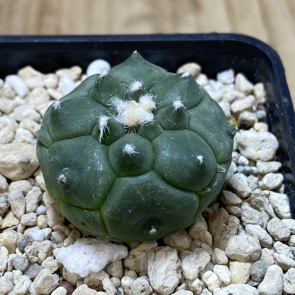 SHPR40779 Astrophytum asterias 'Kikko' - Image 2