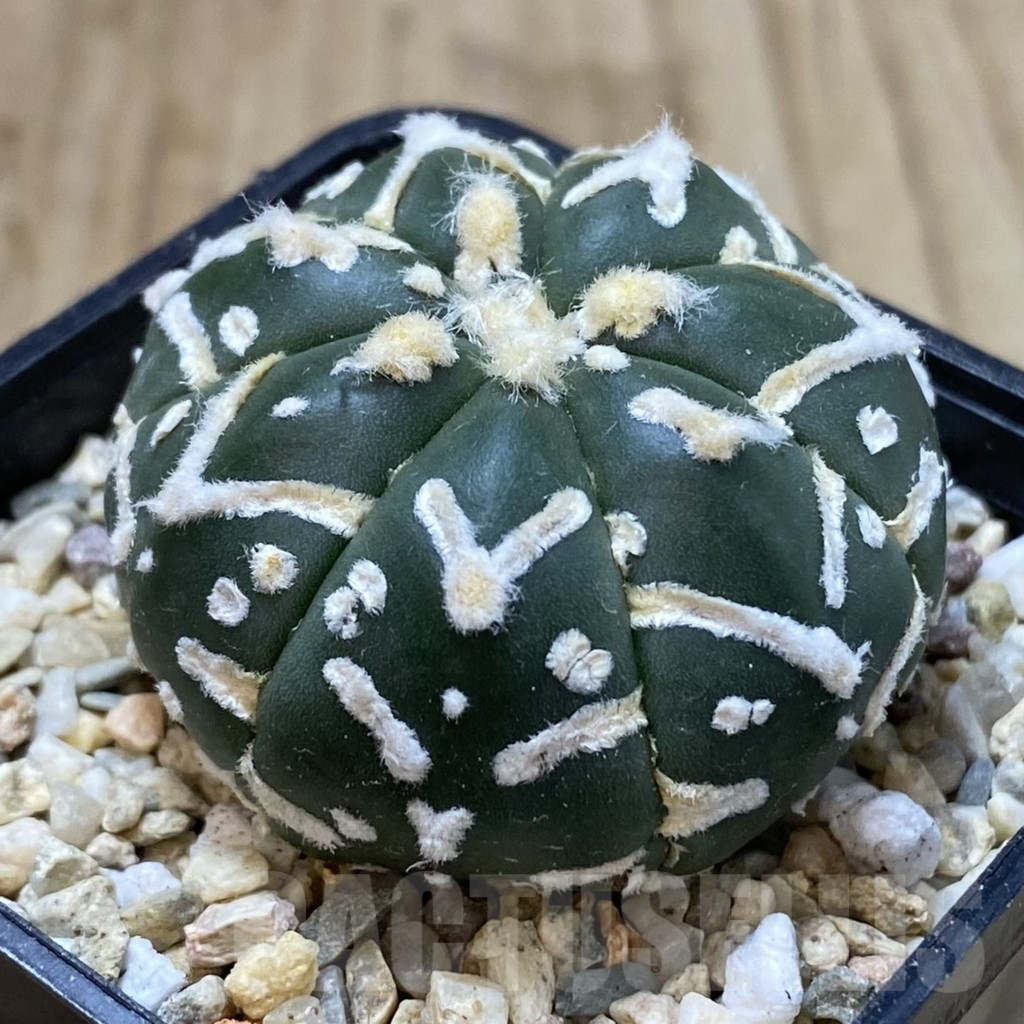SHPR40782 Astrophytum asterias ‘Super Kabuto’ V-type f. nudum - Image 2