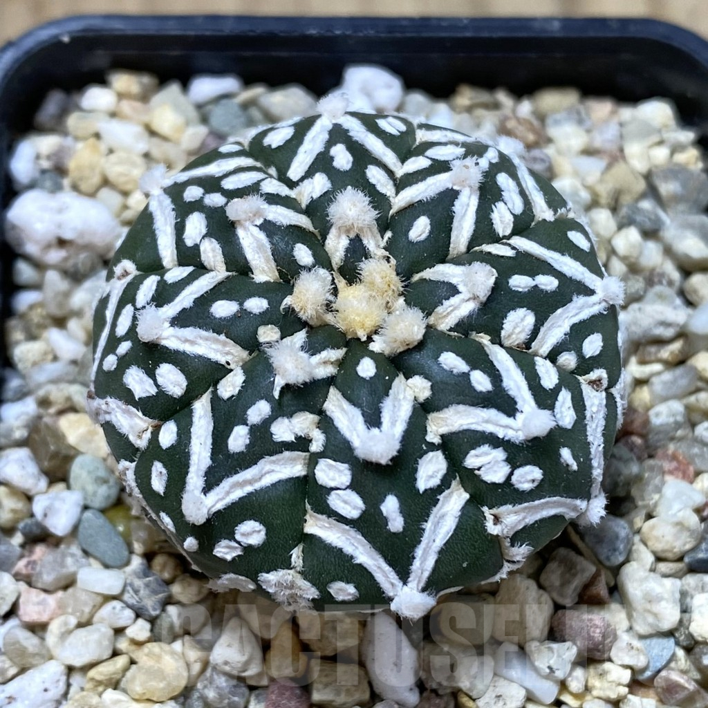 SHPR40783 Astrophytum asterias ‘Super Kabuto’ V-type f. nudum