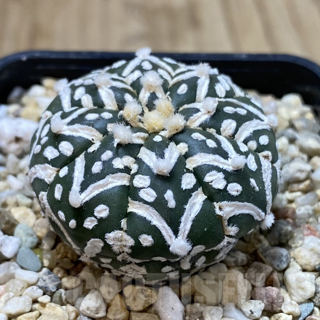 SHPR40783 Astrophytum asterias ‘Super Kabuto’ V-type f. nudum - Image 2