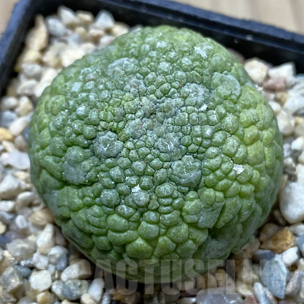 SHPR40840 Pseudolithos migiurtinus
