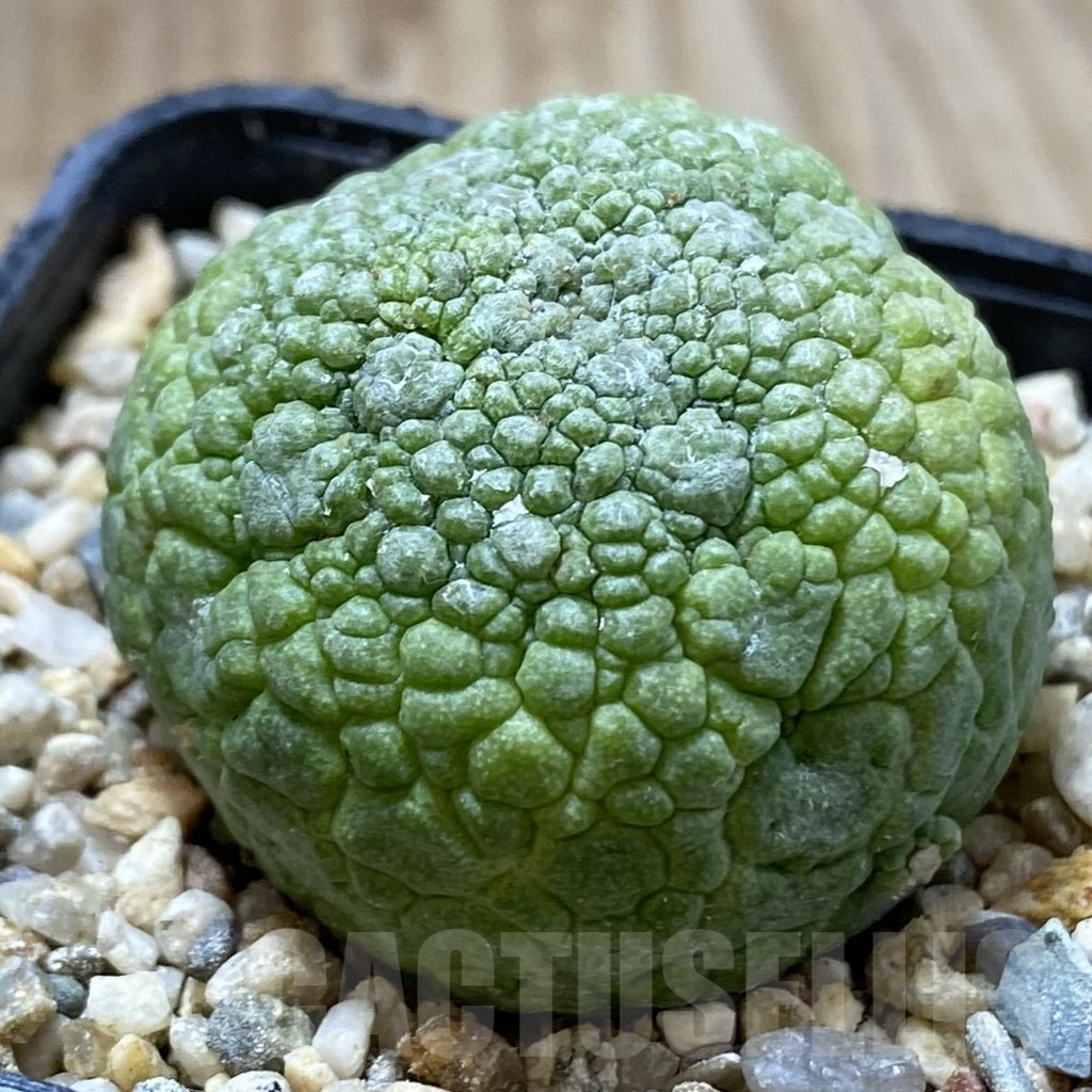 SHPR40840 Pseudolithos migiurtinus - Image 2