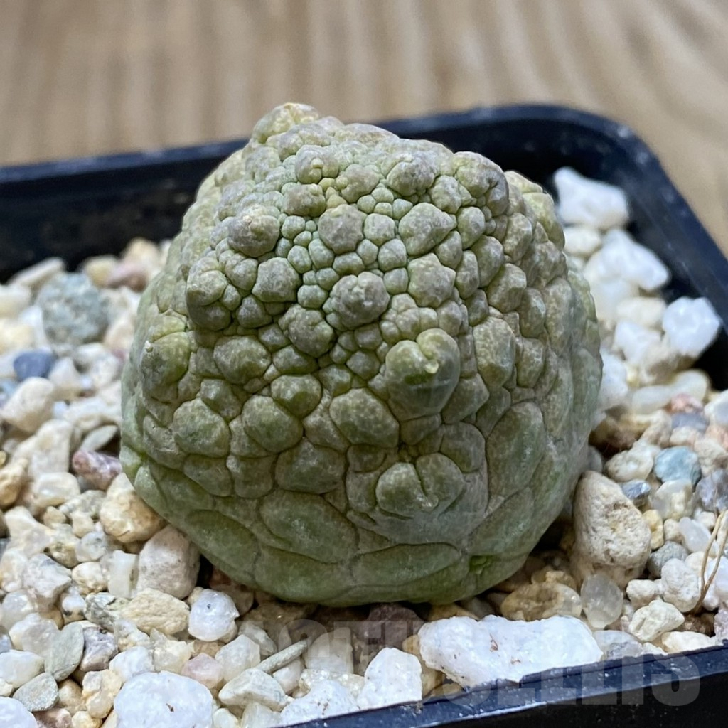 SHPR40845 Pseudolithos cubiformis - Image 2