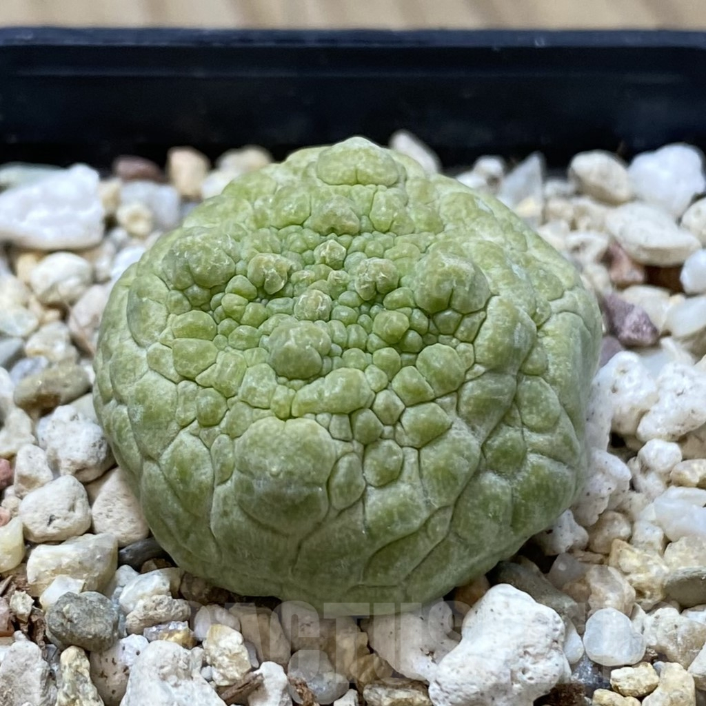SHPR40849 Pseudolithos cubiformis - Image 2