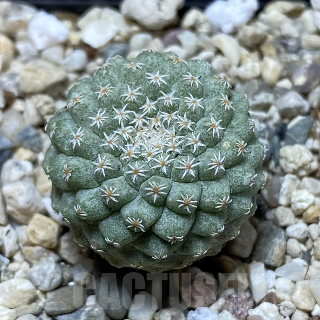 SH934 Strombocactus disciformis