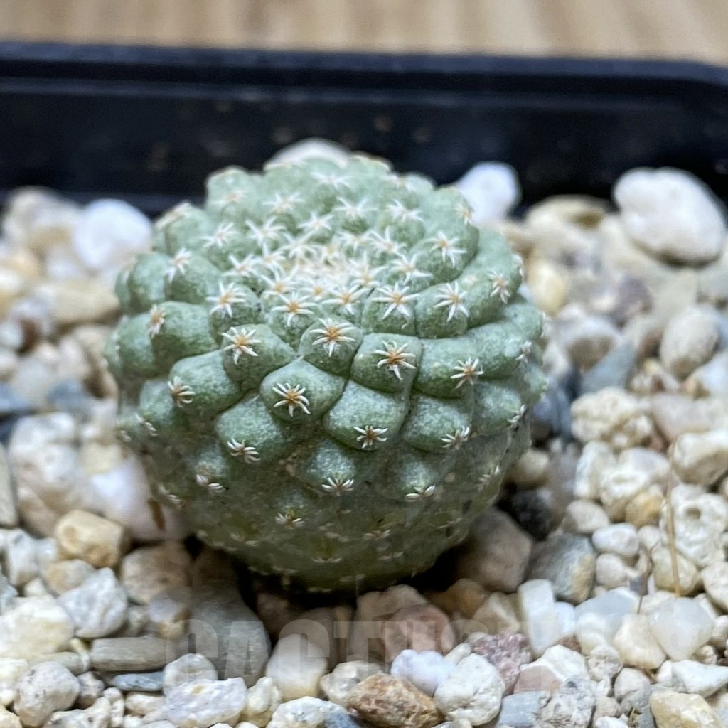 SH934 Strombocactus disciformis - Image 2