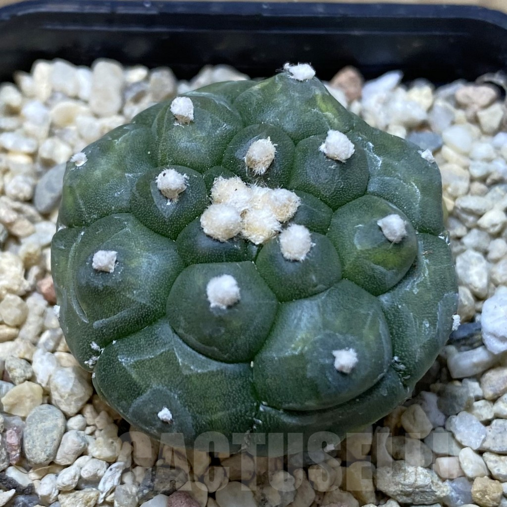 SH943 Astrophytum asterias 'Kikko'