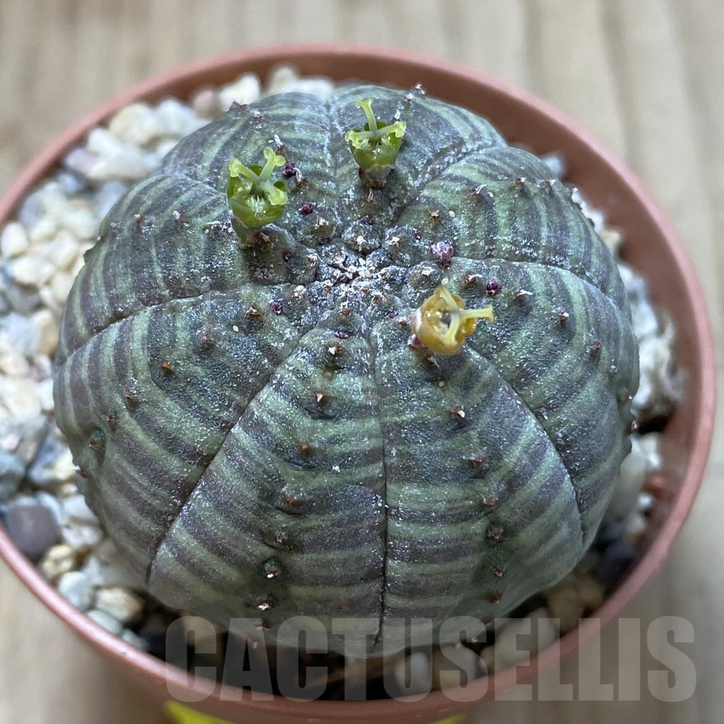 SET210 Euphorbia obesa ♀ ♂, 2 plants - Image 2