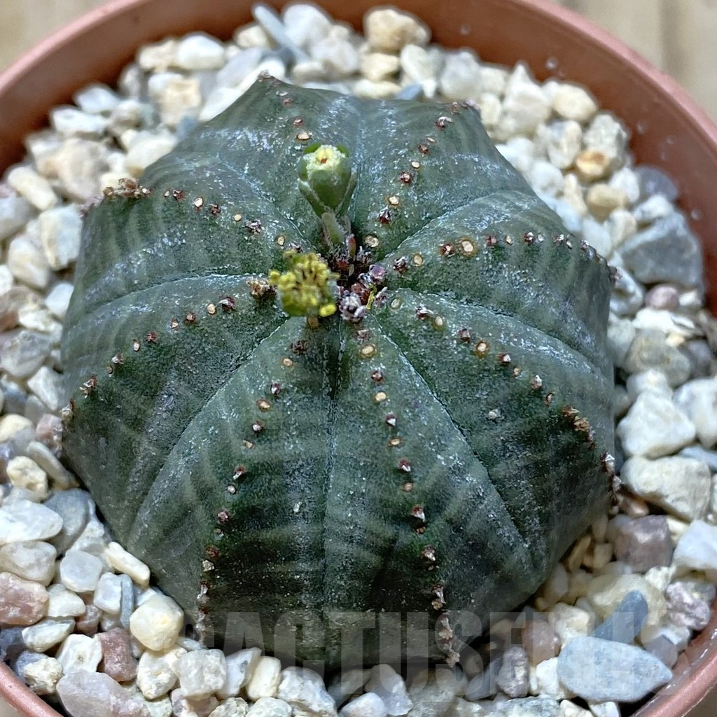 SET210 Euphorbia obesa ♀ ♂, 2 plants