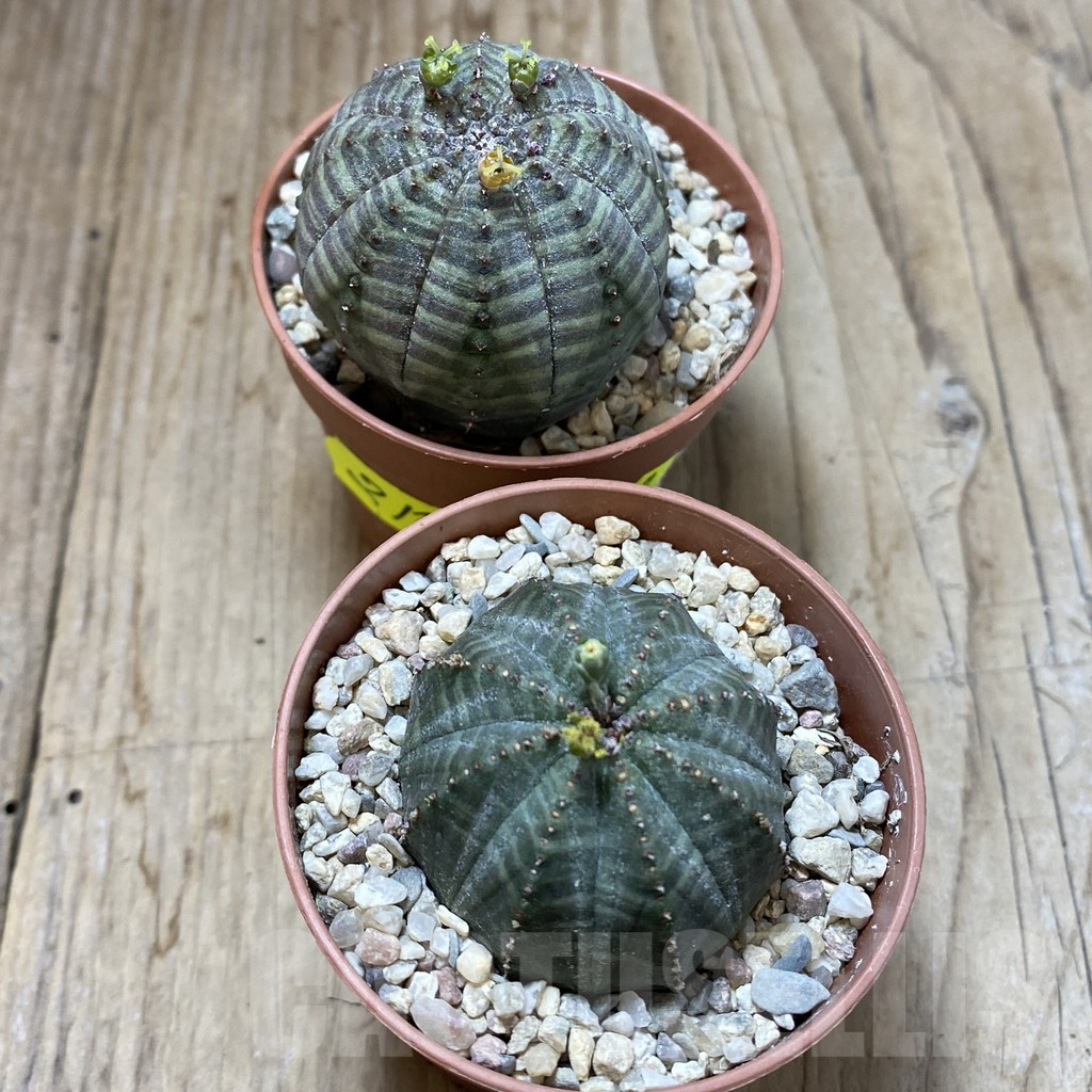 SET210 Euphorbia obesa ♀ ♂, 2 plants - Image 3
