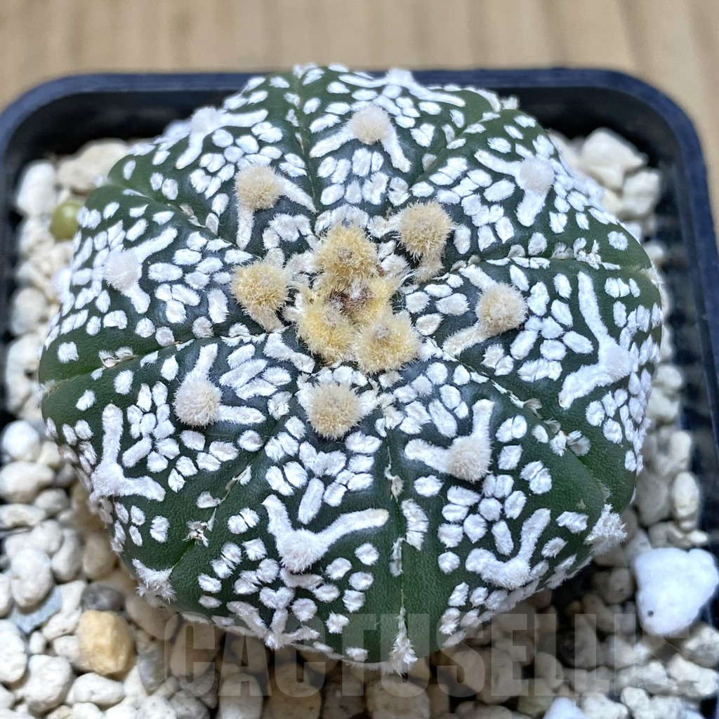 SH971 Astrophytum asterias ‘Super Kabuto’ V-type f. nudum
