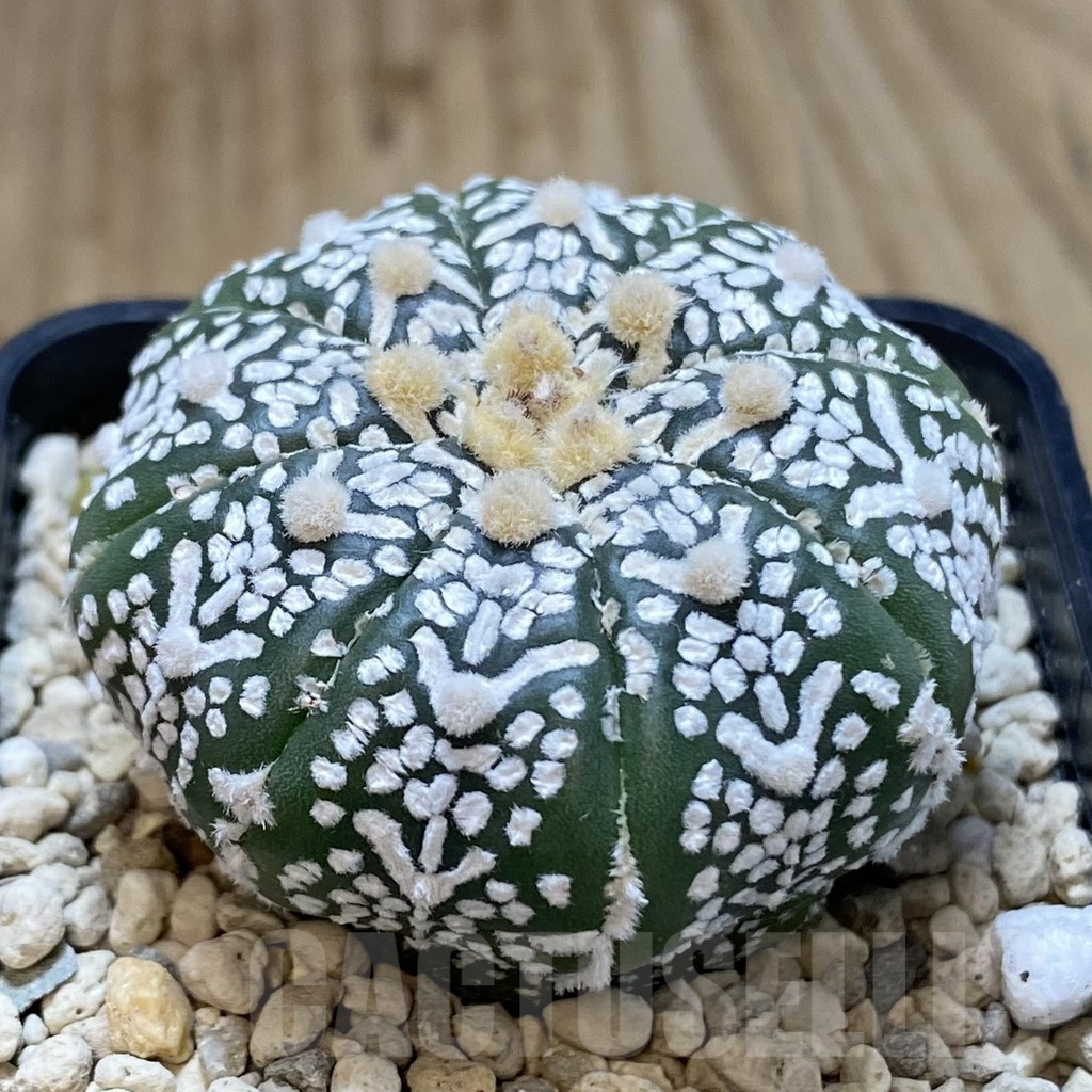 SH971 Astrophytum asterias ‘Super Kabuto’ V-type f. nudum - Image 2