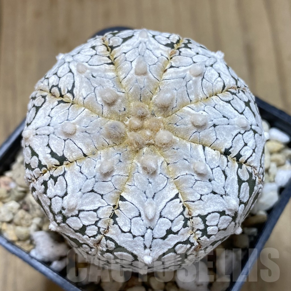 SHPR41015 Astrophytum asterias ‘Super Kabuto’ V-type
