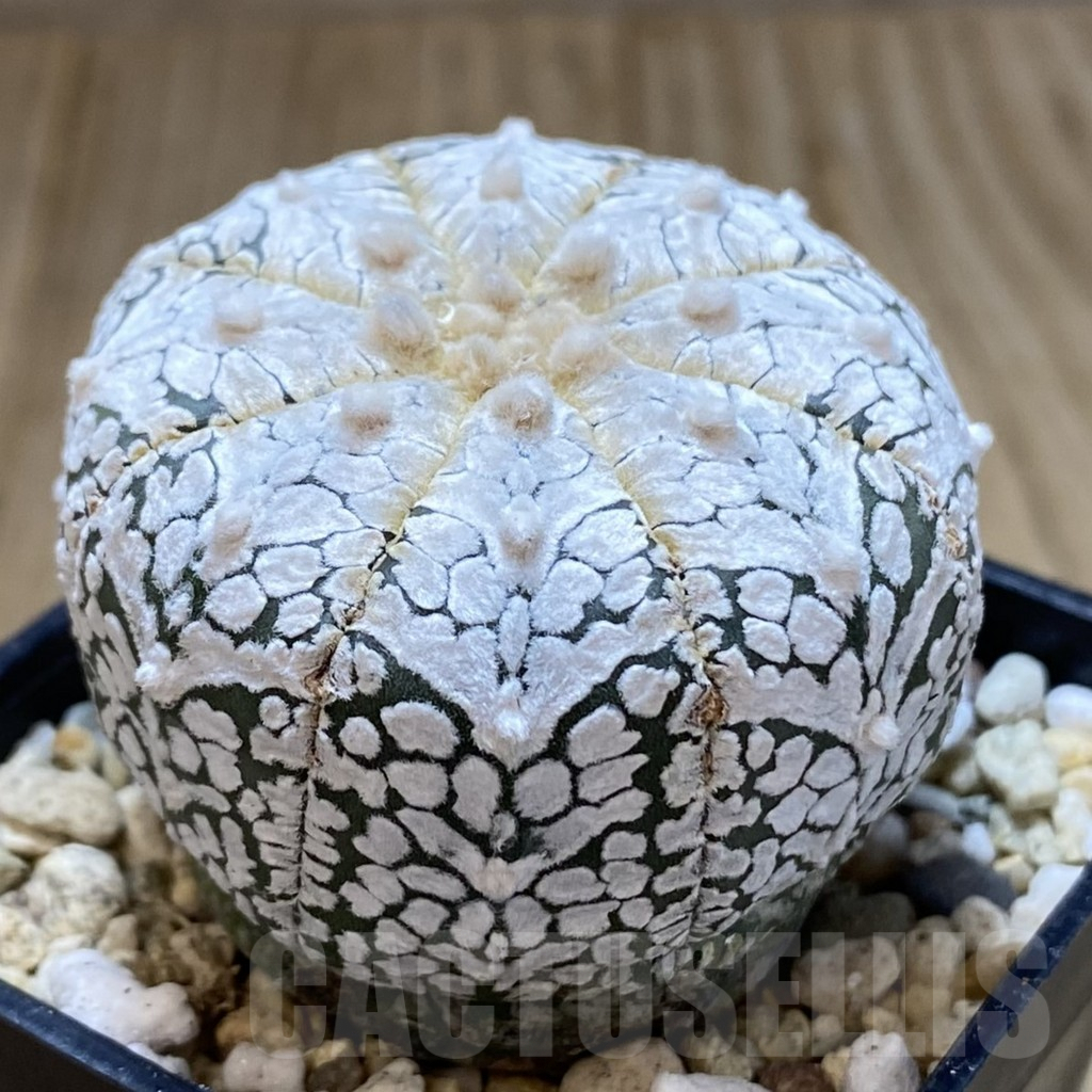 SHPR41015 Astrophytum asterias ‘Super Kabuto’ V-type - Image 2