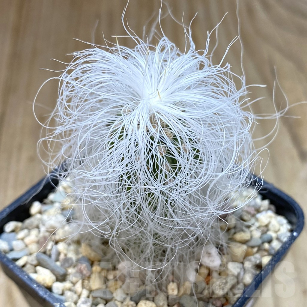 SHPR41019 Cephalocereus senilis