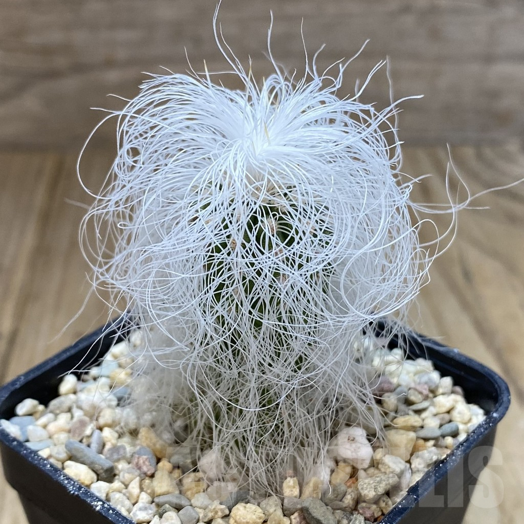 SHPR41019 Cephalocereus senilis - Image 2