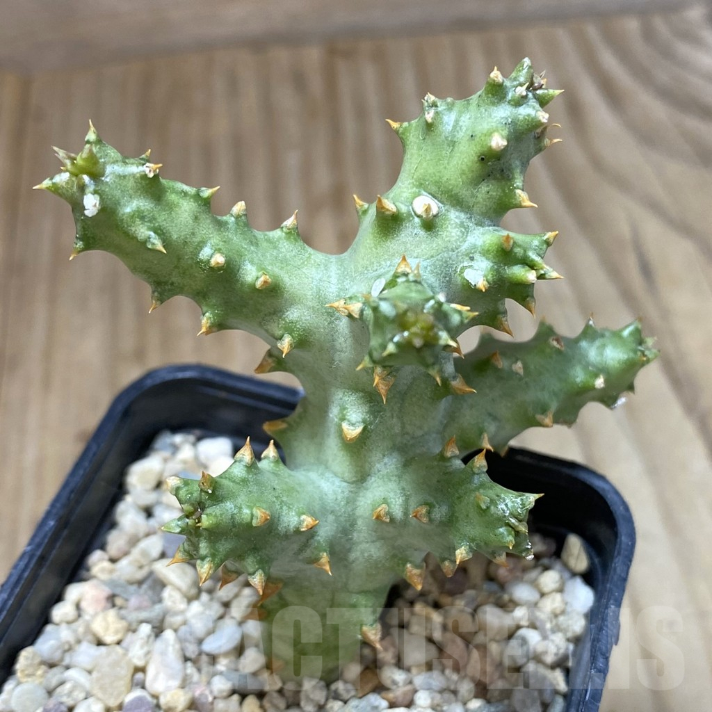 SHPR41026 Edithcolea grandis