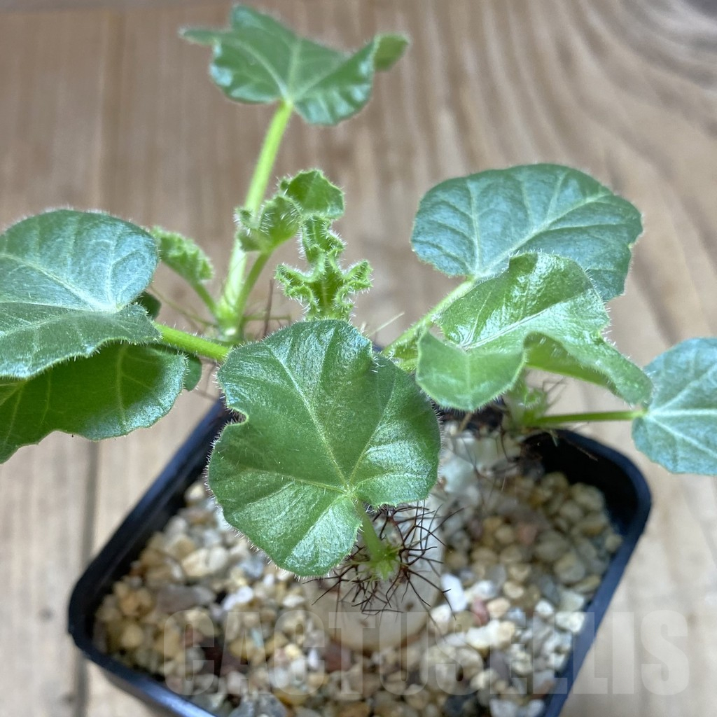 SHPR41028 Jatropha marginata - Image 2
