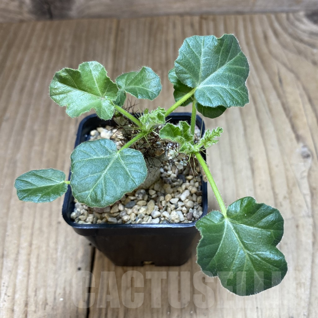 SHPR41028 Jatropha marginata - Image 3
