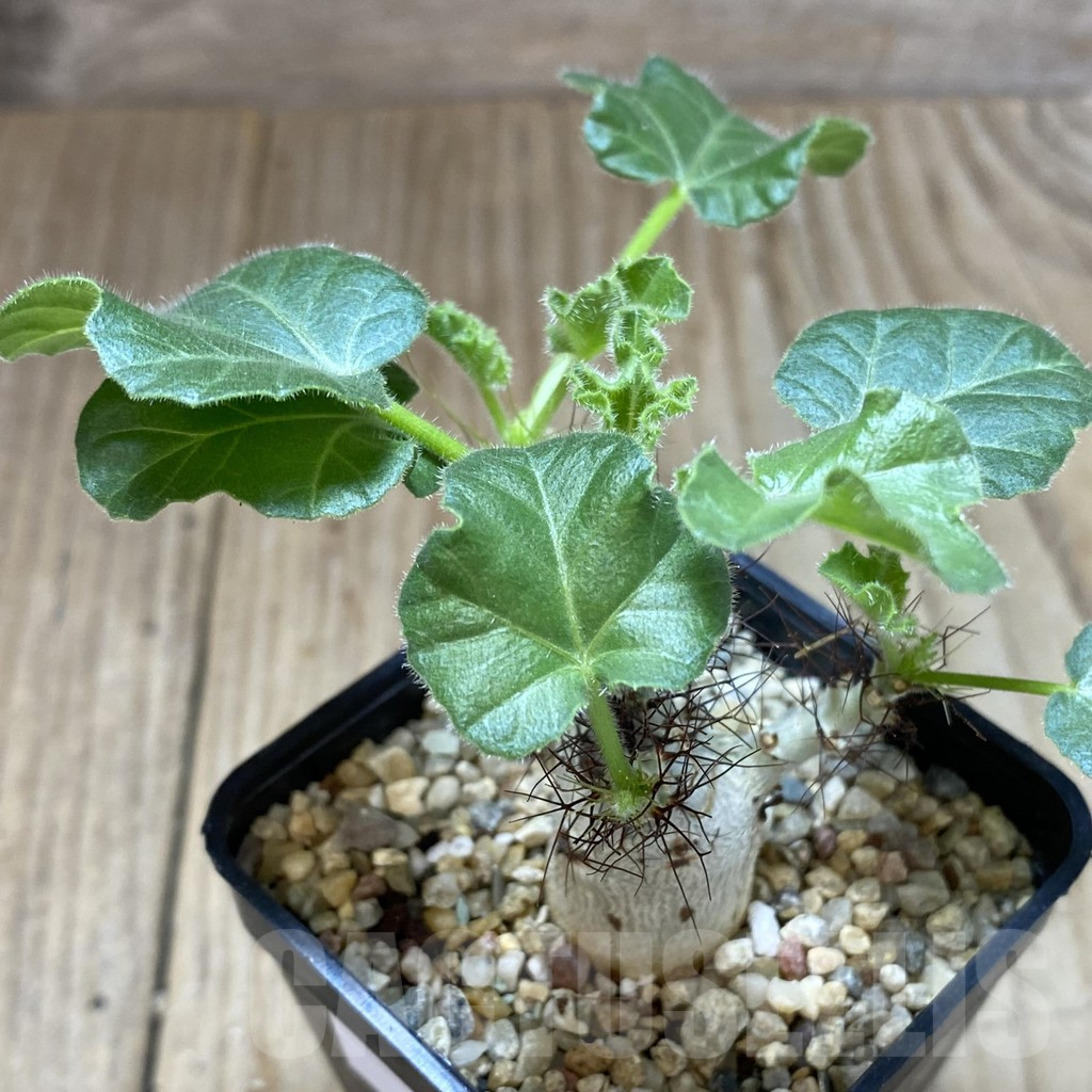 SHPR41028 Jatropha marginata