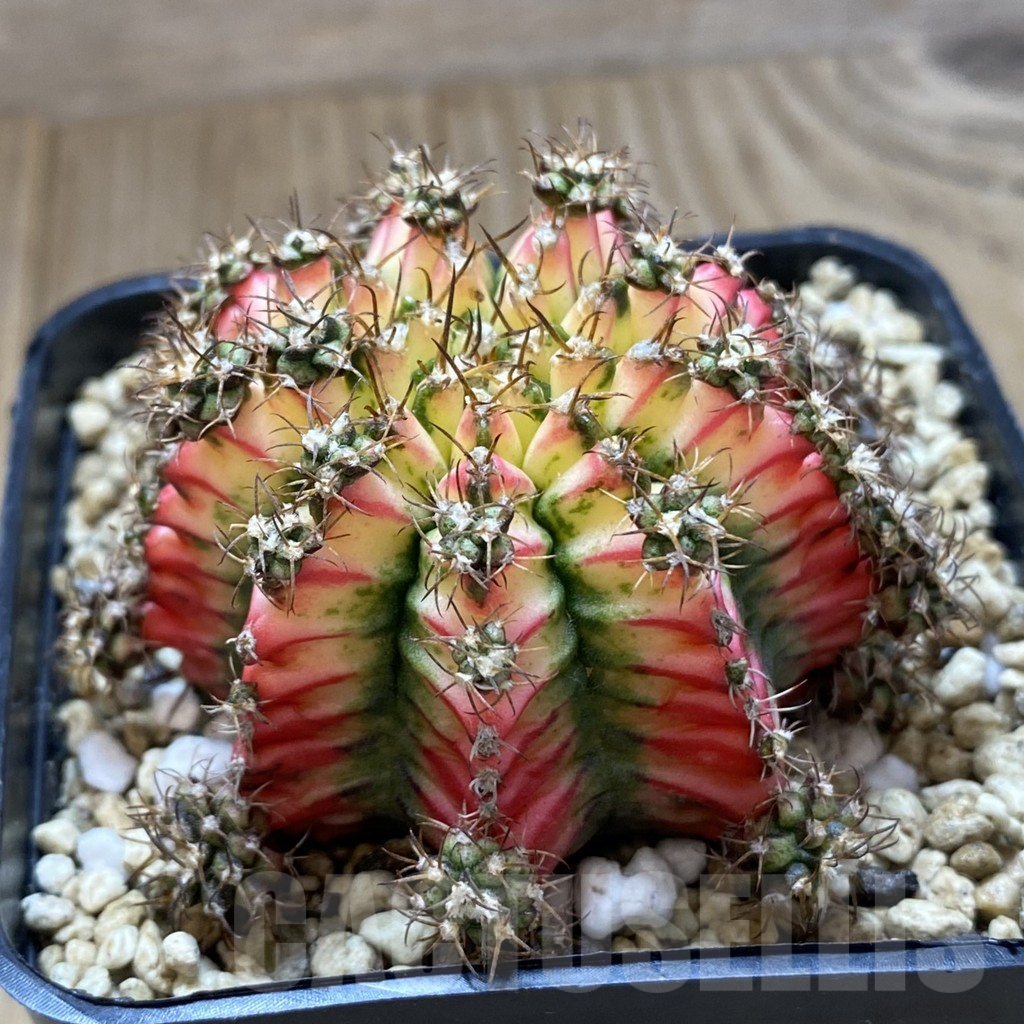 SHPR40994 Gymnocalycium mihanovichii ‘Multicolor’ - Image 2