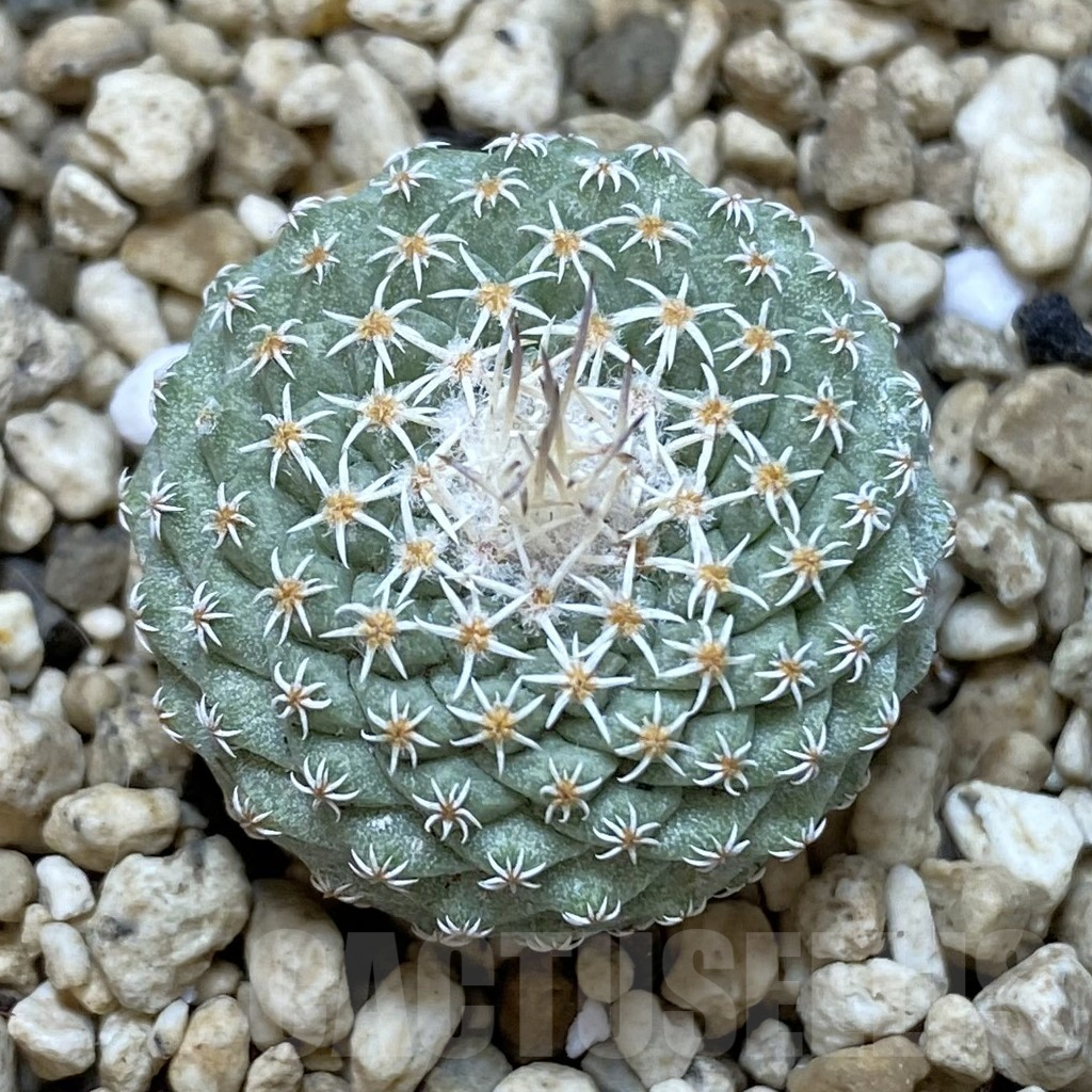 SH962 Strombocactus disciformis