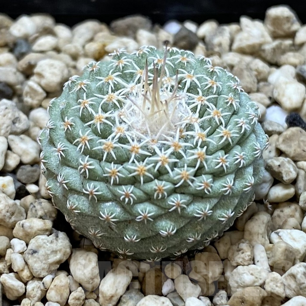 SH962 Strombocactus disciformis - Image 2