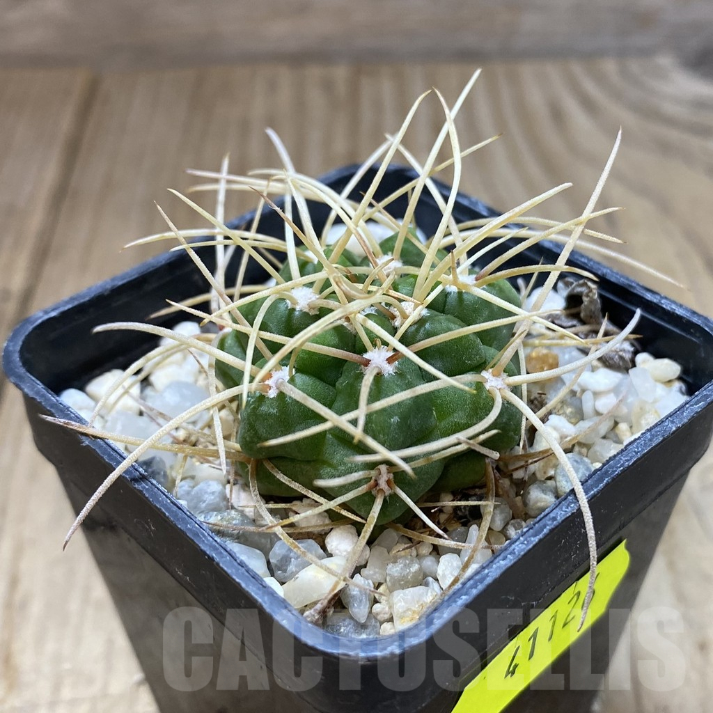 SHPR41126 Gymnocalycium monvillei v. steineri JPR 109/260 - Image 2