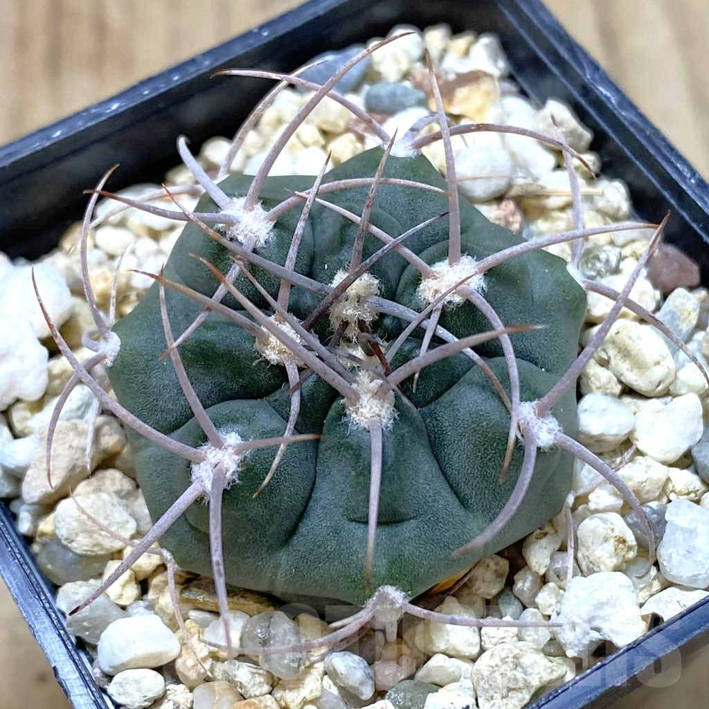 SH1346 Gymnocalycium tillianum VG 643