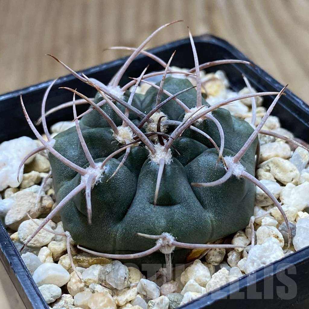 SH1346 Gymnocalycium tillianum VG 643 - Image 2