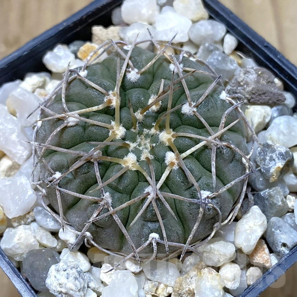 SH1347 Gymnocalycium triacanthum