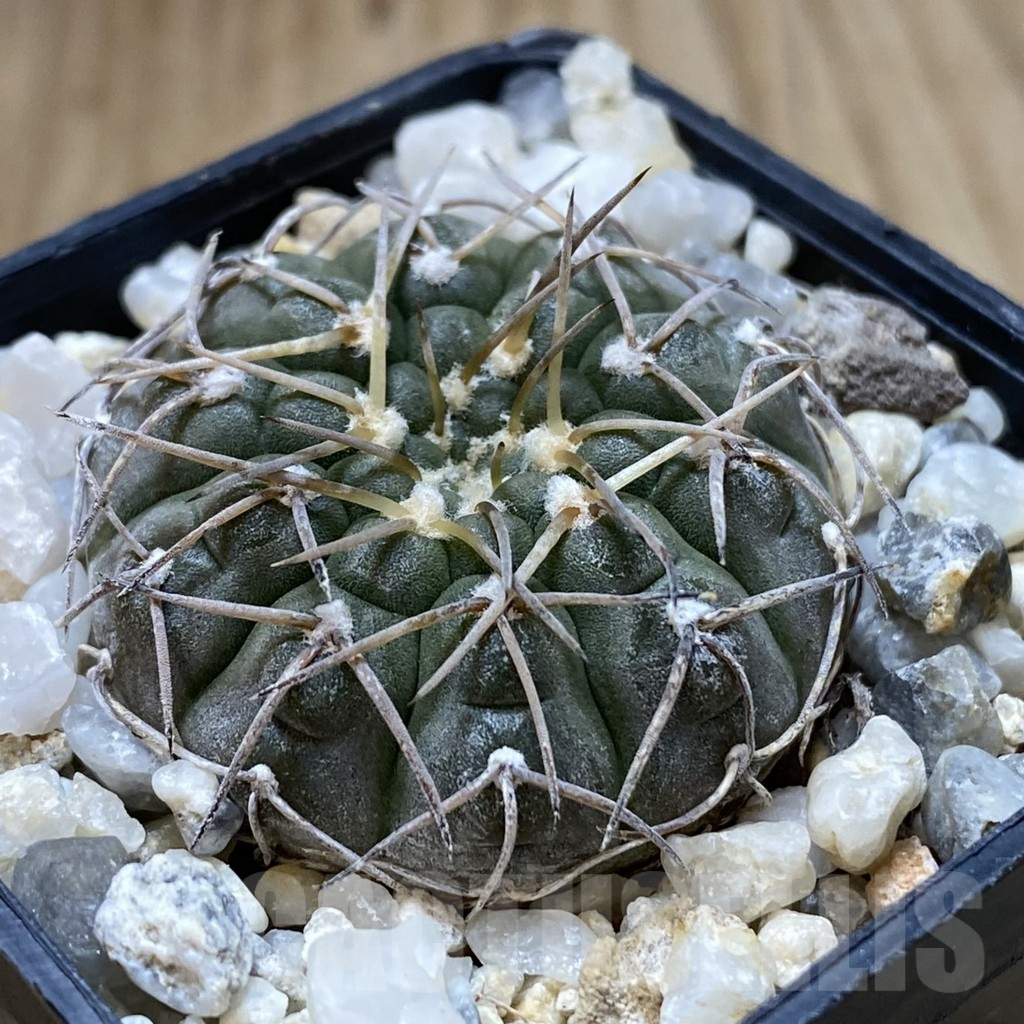 SH1347 Gymnocalycium triacanthum - Image 2