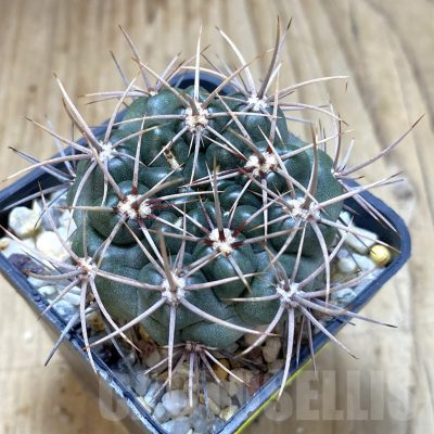 SH1349 Gymnocalycium neuhuberi