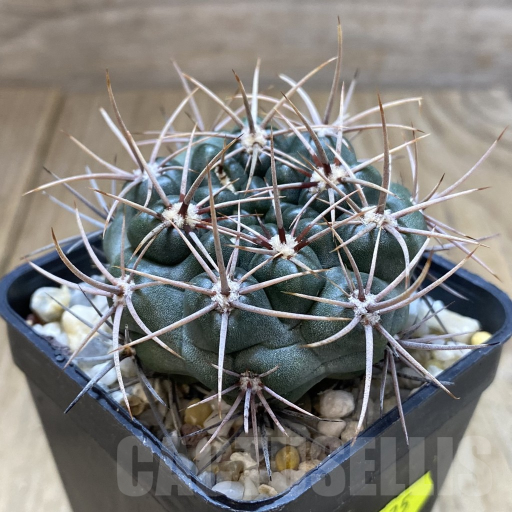 SH1349 Gymnocalycium neuhuberi - Image 2