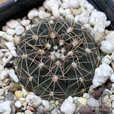 SH1353 Gymnocalycium taningaense VG306