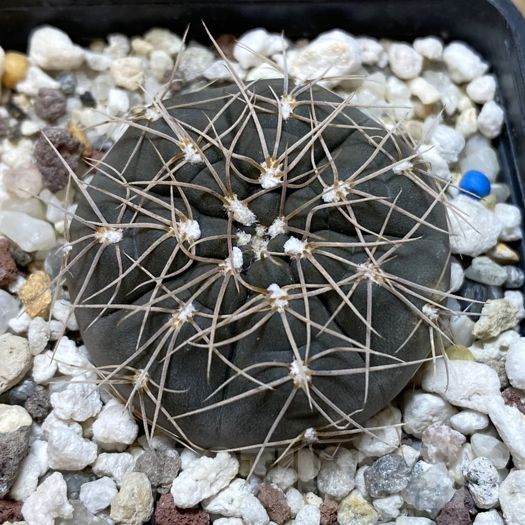 SH1354 Gymnocalycium taningaense VG 306