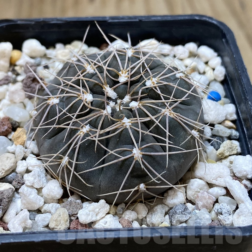 SH1354 Gymnocalycium taningaense VG 306 - Image 2
