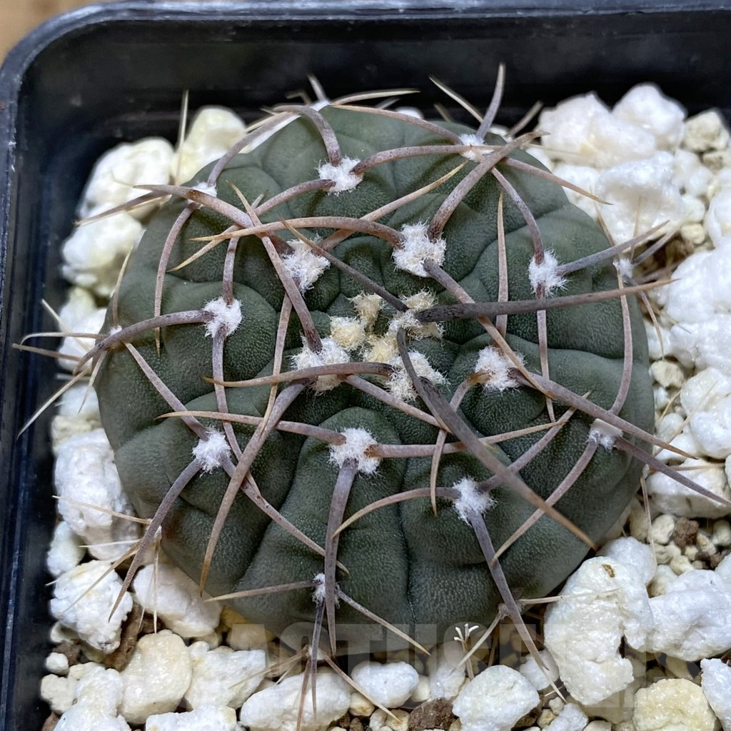 SH1355 Gymnocalycium vatteri v. altautinense