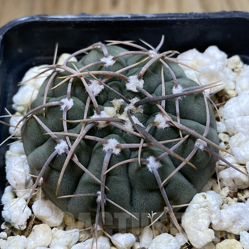 SH1355 Gymnocalycium vatteri v. altautinense - Image 2
