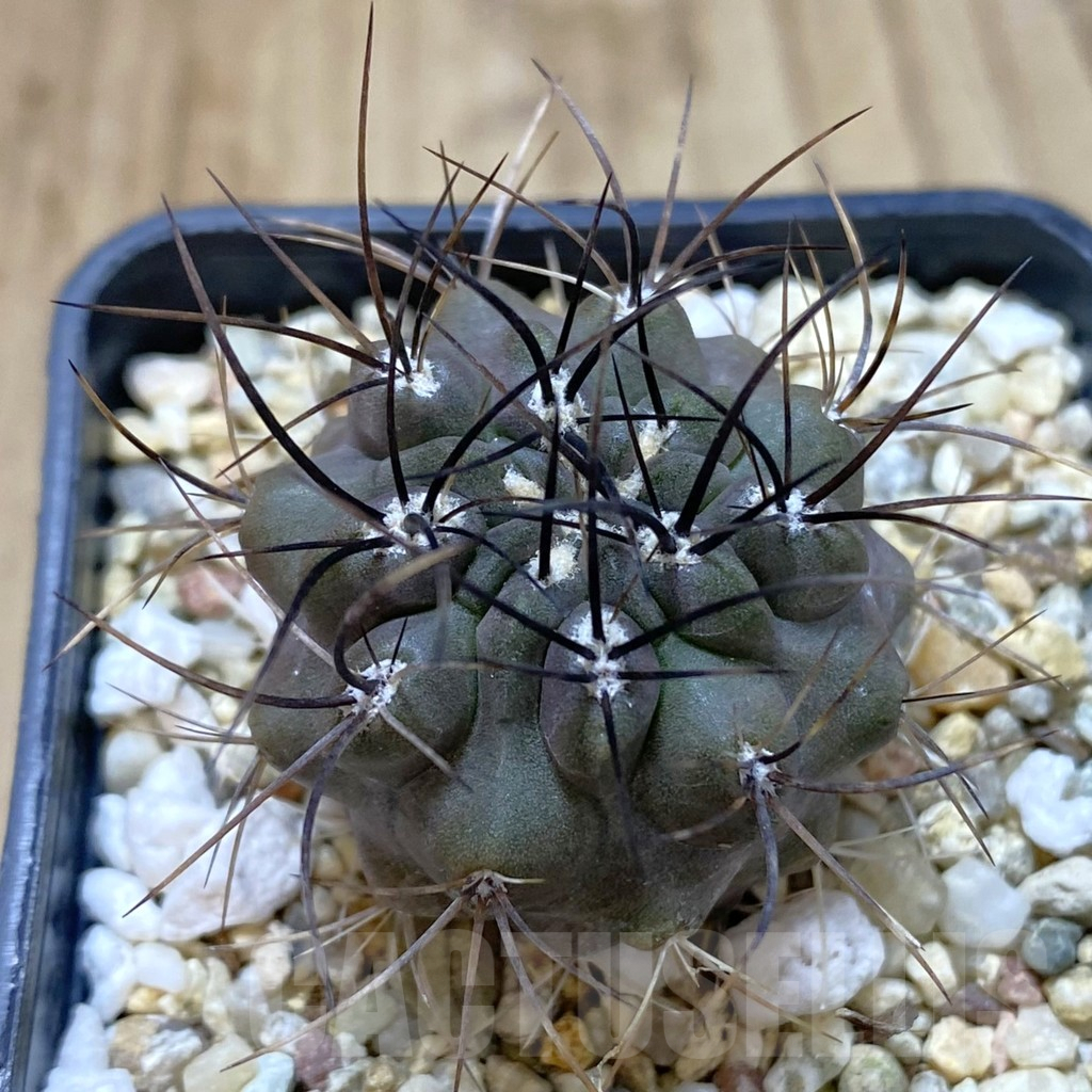 SH1317 Eriosyce sp.