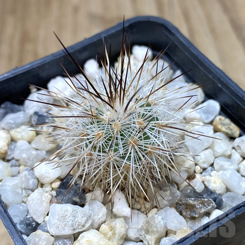 SH1356 Gymnocactus viereckii - Image 2