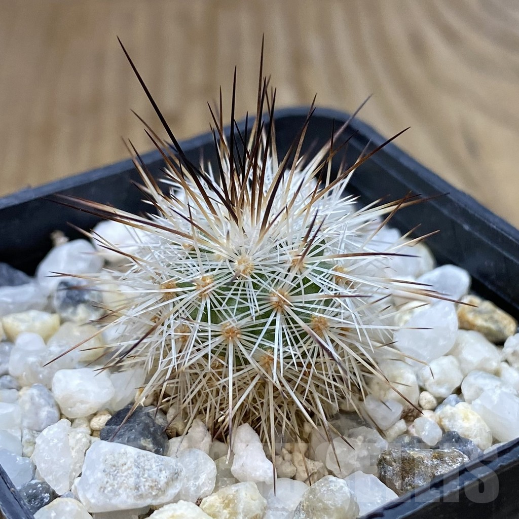 SH1356 Gymnocactus viereckii