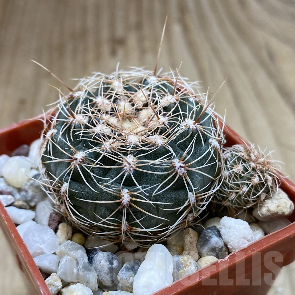SH1205 Gymnocalycium bruchii v. hossei - Image 2