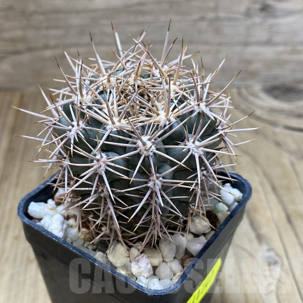 SHPR41147 Gymnocalycium neuhuberi - Image 2