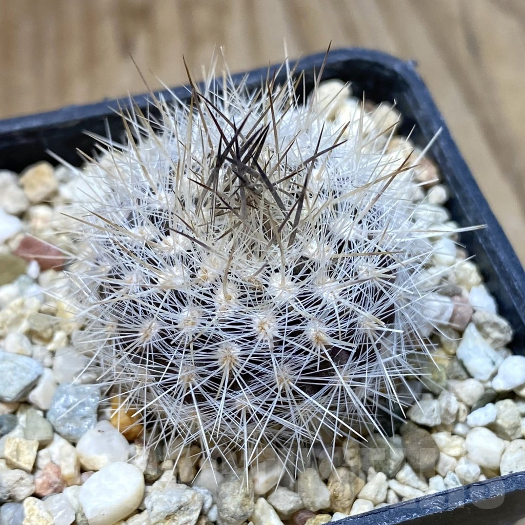 SH1208 Neoporteria senilis